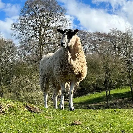 Campsite Serendipity Holiday Not For Use By Contractors Penrith